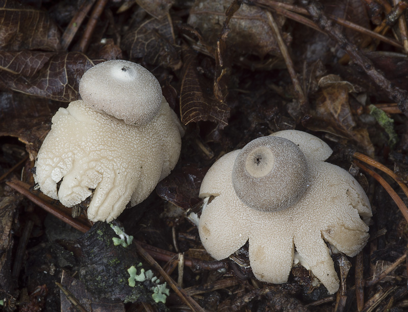 Geastrum minimum